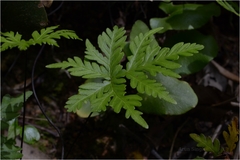 Doryopteris concolor